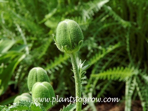 Turkenlouis Poppy (Papaver orientalis) 
Taken in mid May the unopened flower bud.